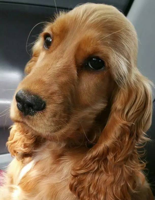 可卡 cocker spaniel 寿命:12-15年 需要活动量:高  美容频率:高