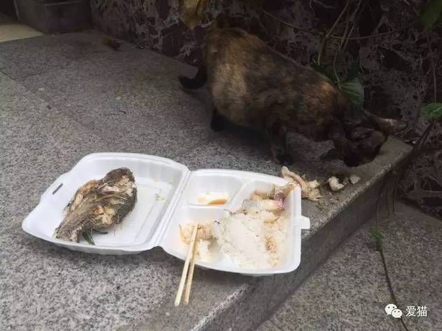 朋友:"你干嘛捡只怀孕的流浪猫回家?"