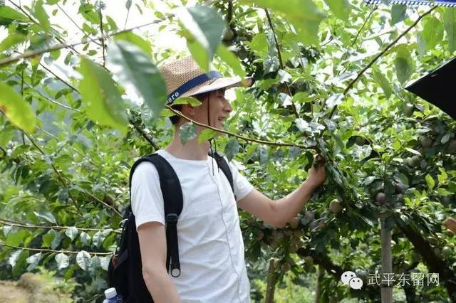 7月15日—为"李"而来!武平东留首届芙蓉李采摘节开门迎客啦