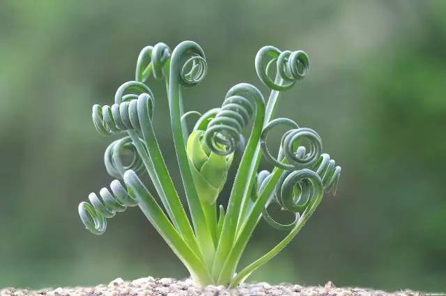 钢丝弹簧草 albuca spiralis.图片