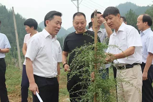 民企名人|枸杞南种第一人竟是建始人,更难得的是.