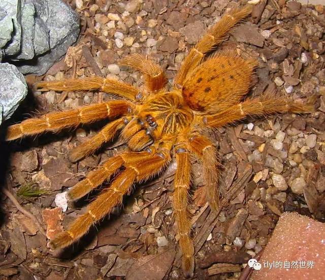 蜘蛛通常被人称为"obt",orange baboon tarantula(中文译名由来,橙色