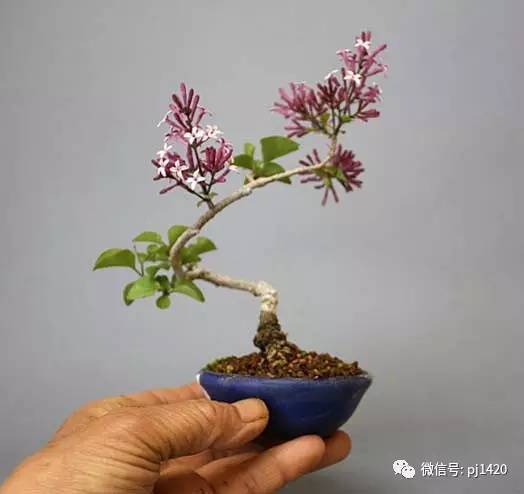 花朵清新典雅,散发着淡淡的清香.丁香虽然多种植于庭院,但也可盆栽.
