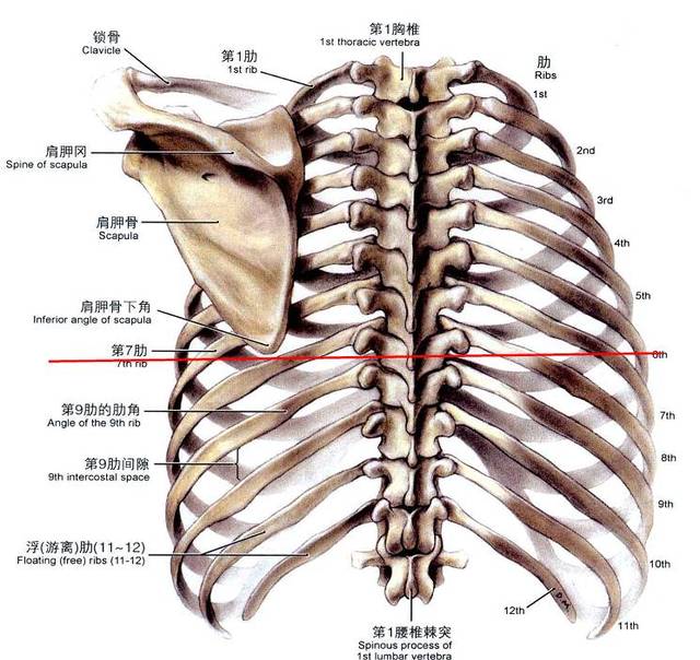 同理,第5前肋与第9胸椎在一个平面上,注意这非常重要! 图