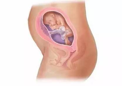 你的宝宝长啥样了?来看胎儿40周发育过程图