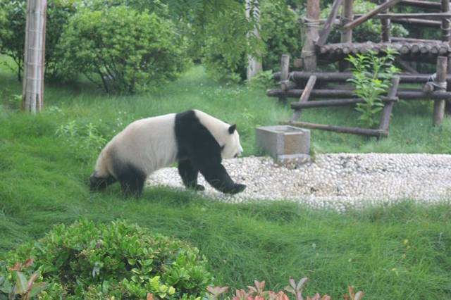 关于青岛动物园的大熊猫,你想知道的都在这了