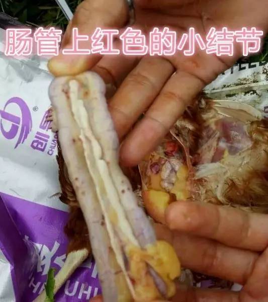 剖检变化: 主要病变为肌肉,脂肪,内脏(心肌,肠管,胰腺,输卵管)等上面