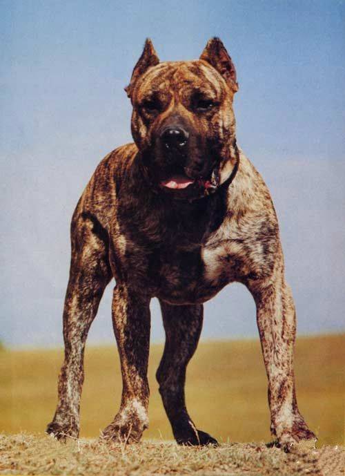 世界十大最凶悍的犬类,中国最厉害的名犬有哪些?