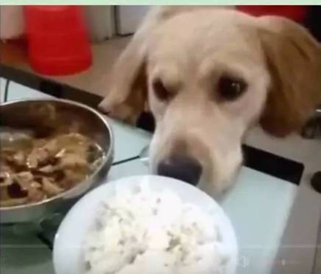 狗狗看到主人一个人吃饭心情不好,它立刻就把