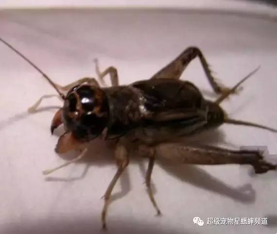 虫季收藏:史上最全蟋蟀暗门图解!
