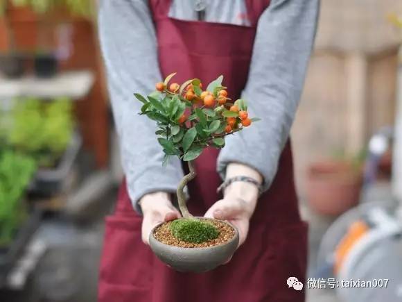 金豆盆景,吉祥如意