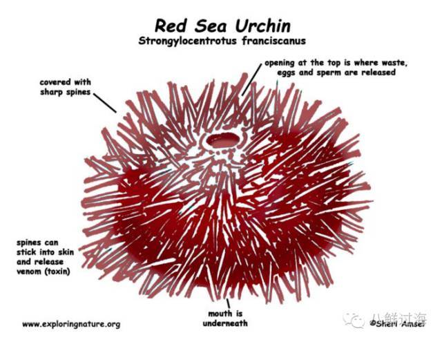 光棘球海胆,紫海胆和马粪海胆:还我生殖腺!