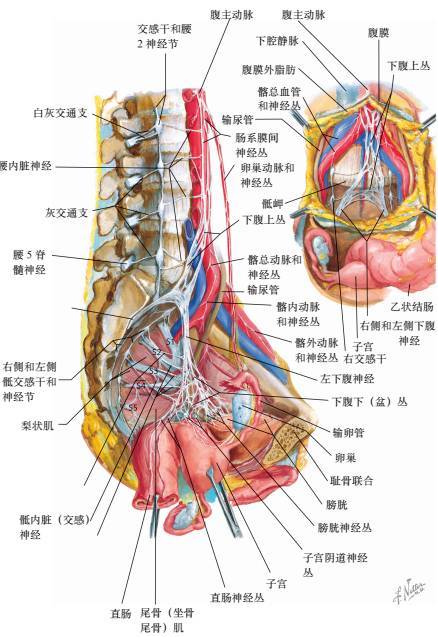 最全面实用的盆腔器官奈特解剖图集,值得收藏!