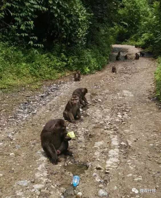 神瀑沟景区 昨天(7月13日),微妹儿的朋友圈 就被这群可爱的猴子刷屏啦