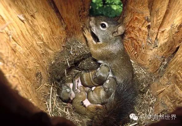 【rlyl物种说】今日-北美红松鼠(american red squirrel)_手机搜狐网