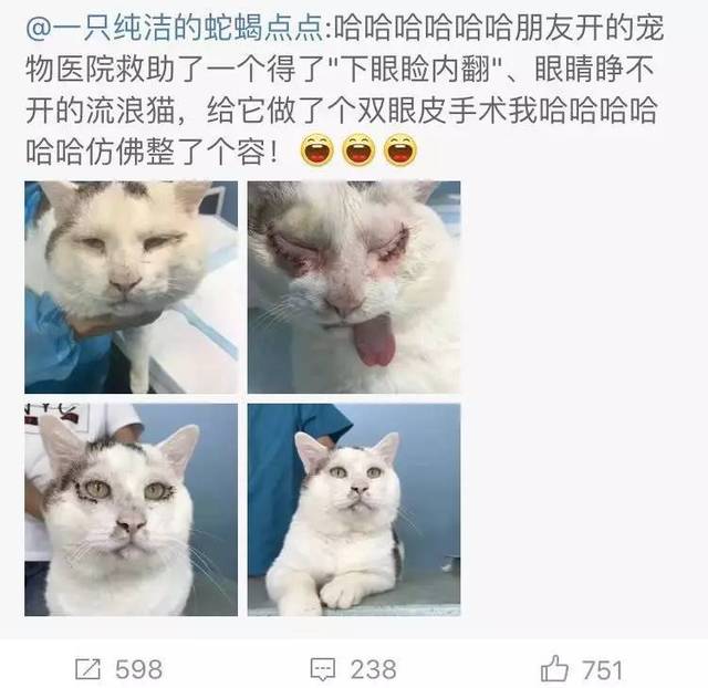 猫咪整容术,这真是第一次见!