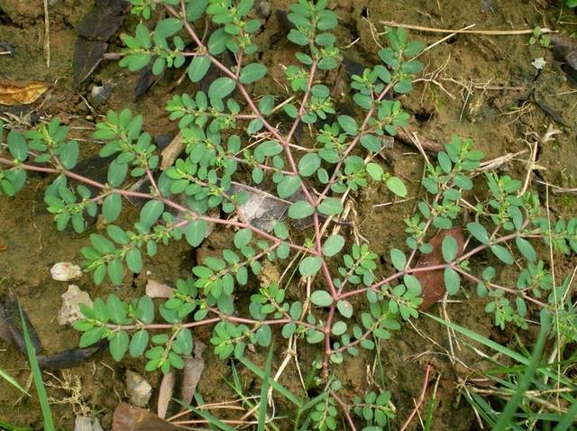 白花蛇草水,铺地锦…我家那些清热解毒的青草水