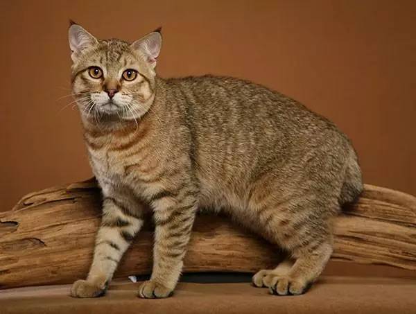 北美洲短尾猫(pixiebob)