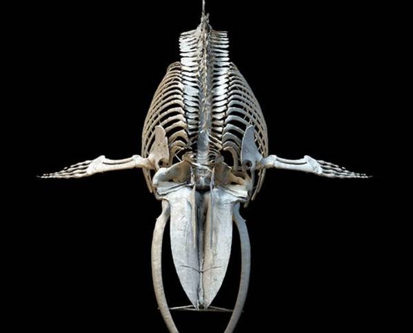 伦敦自然历史博物馆为鲸鱼骨架3d打印骨头复制品