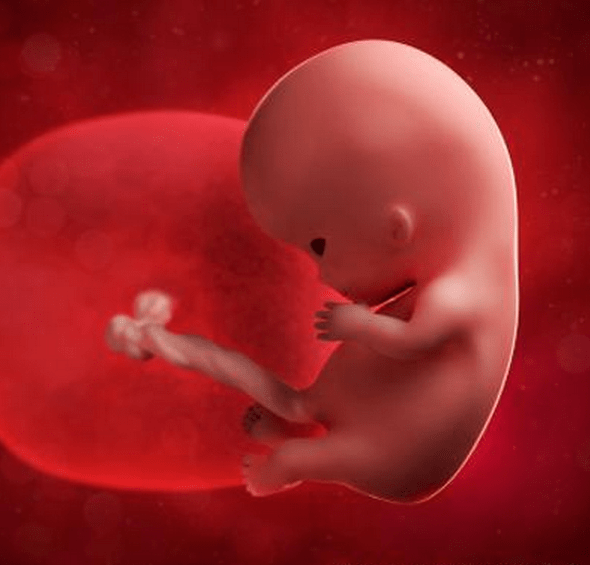 怀胎1-10月,肚子里的宝宝,会是什么样子的呢?