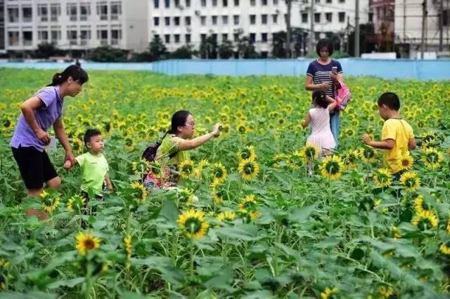 整个向日葵种植区域设置了步行道,小伙伴们可以从大关路的人行道直接