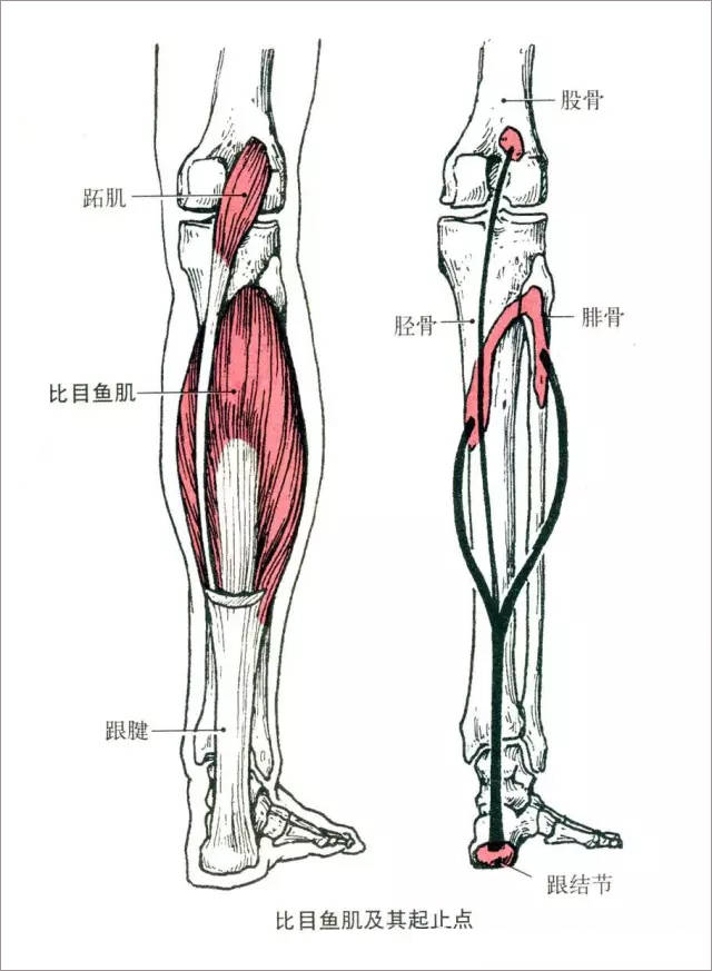 内衣勒的肋骨疼_肋骨外翻图片(3)