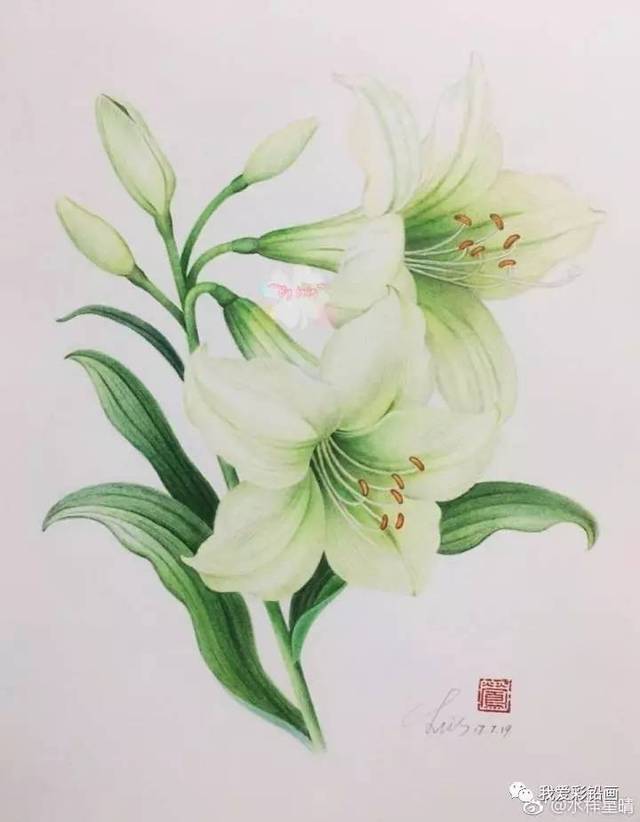 彩铅百合～美美的～临摹大神的水彩画