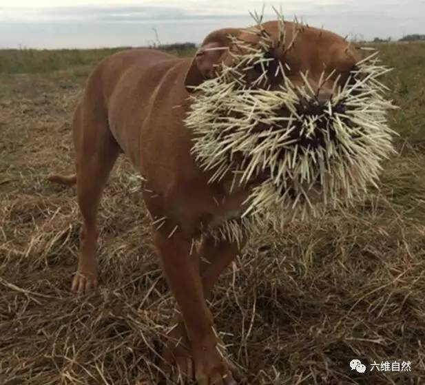 猎犬捕捉豪猪不成,反被豪猪刺得一身刺落败而归