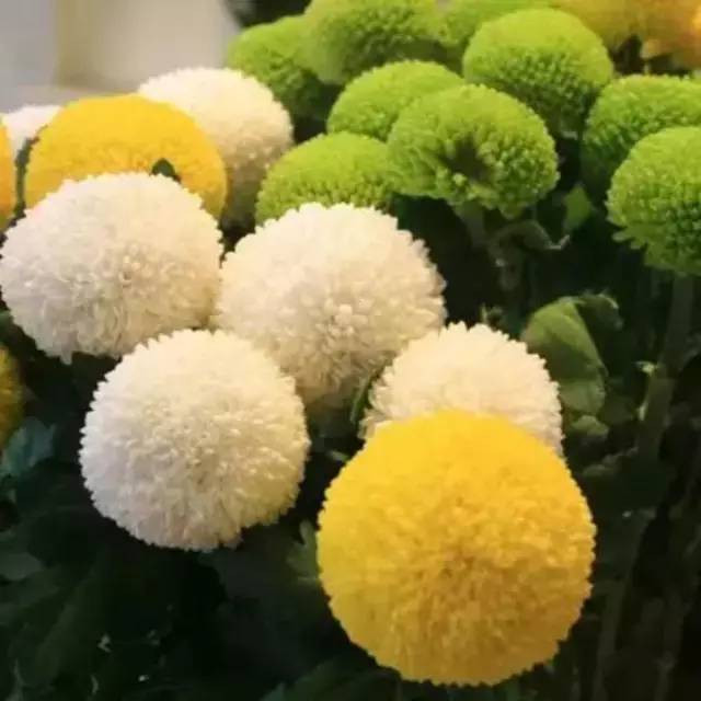 乒乓菊 这种菊花直接被冠以乒乓,它的状态大家应该能够想象得到吧?