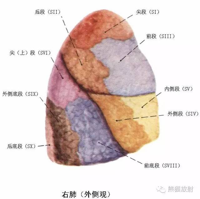 s7:内基底段,s8:前基底段,s9:外基底段,s10:后基底段】  左肺 上叶