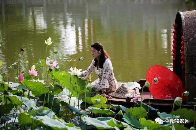 洛阳大河古渡,荷塘荷花乌逢船,旗袍美女采莲蓬,黄河野生全鱼宴