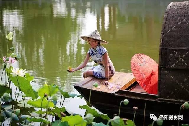 洛阳大河古渡,荷塘荷花乌逢船,旗袍美女采莲蓬,黄河野生全鱼宴