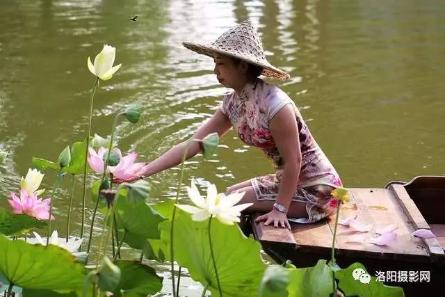 洛阳大河古渡,荷塘荷花乌逢船,旗袍美女采莲蓬,黄河野生全鱼宴