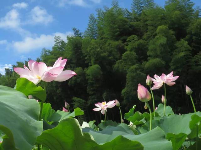 【良山美景】荷花开了!咱渝水这地方美景不输西湖!一起去当"花痴"吧