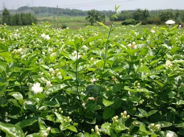 它是中国最美的"茉莉花之乡",距离南宁1h!美得如诗如画不舍得和你分享