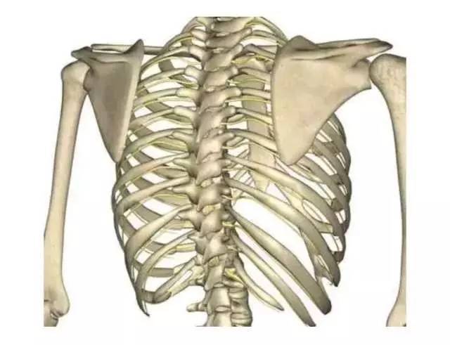 胸椎与我们的肋骨锁骨相连,对相应关节的活动也会产生较大影响.