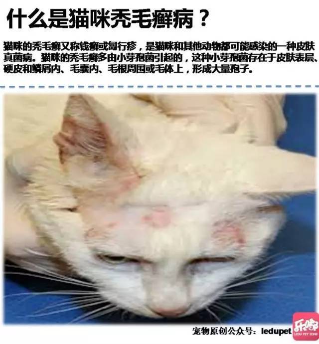 教你正确判断,防治猫主子的秃毛癣!