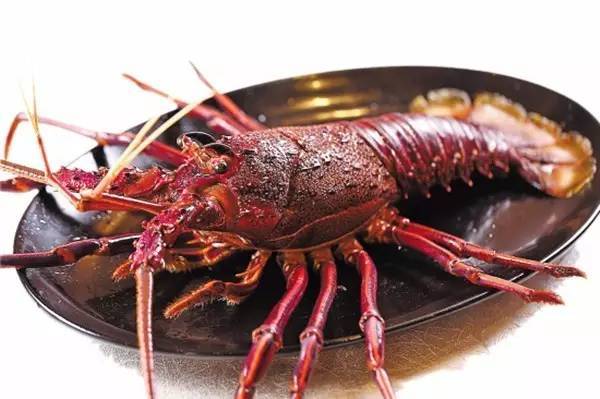 澳大利亚岩龙虾(australian lobster,澳龙