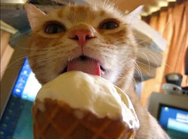 猫咪吃冰淇淋很萌好搞笑?其实不,你被误导了