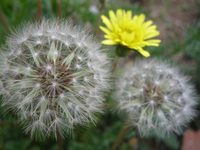 1,自制蒲公英花茶