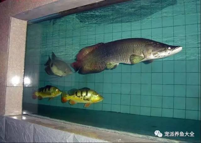 每日一鱼 | 巨骨舌鱼,水族界里的大家伙!