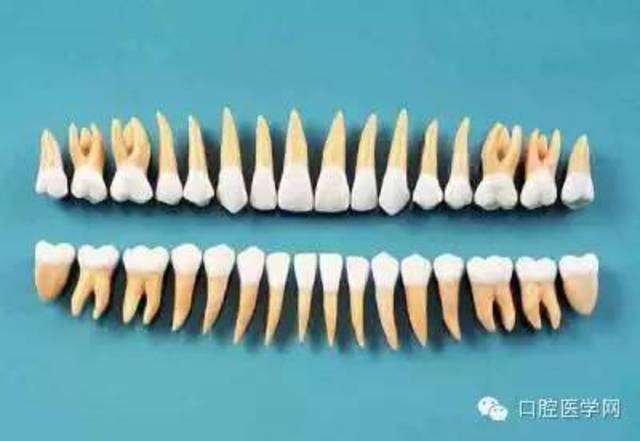 根管的方向与牙根相一致. (二)上颌侧切牙