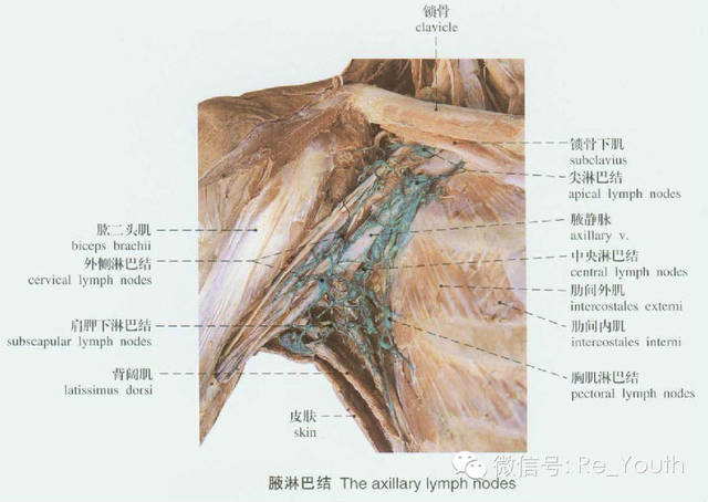 ageloc spa仪通乳腺去附乳且超有效的丰胸手法