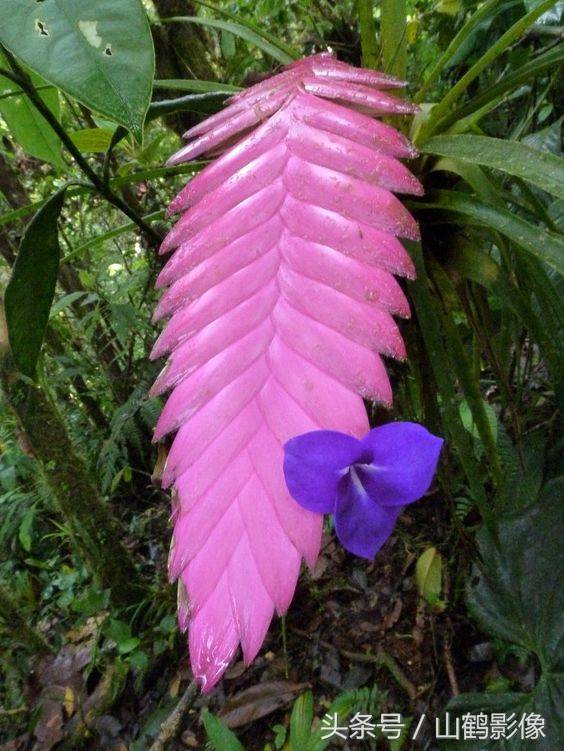 摄影欣赏:紫花凤梨