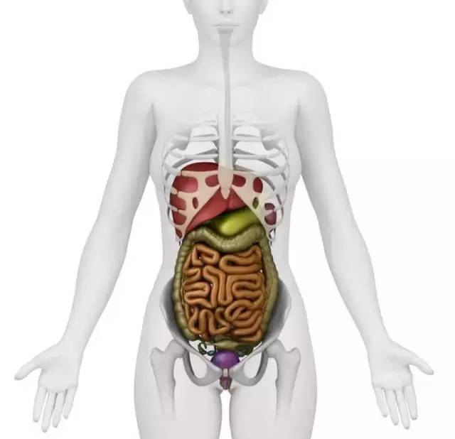 人体内脏结构超清晰剖视图[珍藏级最专业人体知识]