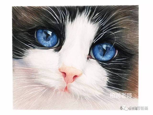 彩铅手绘~蓝眼睛布偶猫(细节大图)