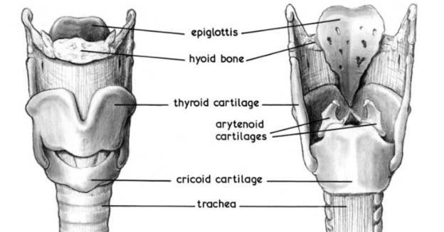 hyoid bone→舌骨;thyroid cartilage→甲状软骨;arytenoid cartilage