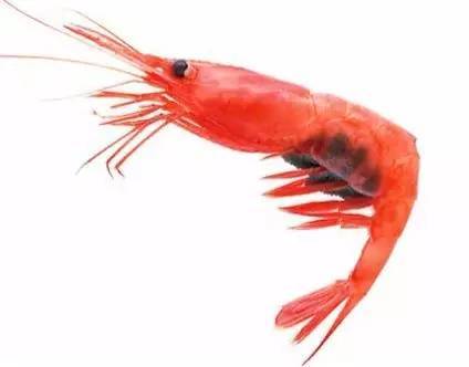 英文名:rock lobster 拉丁名:panulirus cygnus 西澳岩龙虾渔场是msc