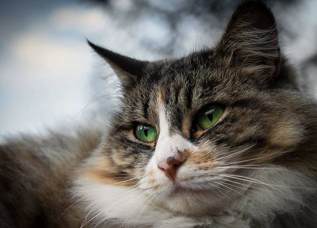 据说蓝瞳猫的血统比较尊贵,猫瞳色真的跟血统有关系吗