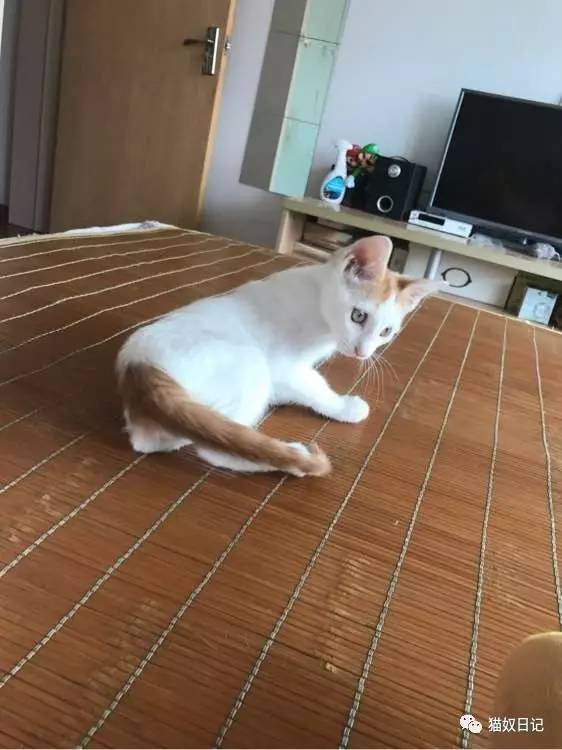 【上海闵行】一只小白橘猫待领养